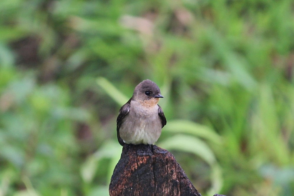 Southern Rough-winged Swallow - ML646351621