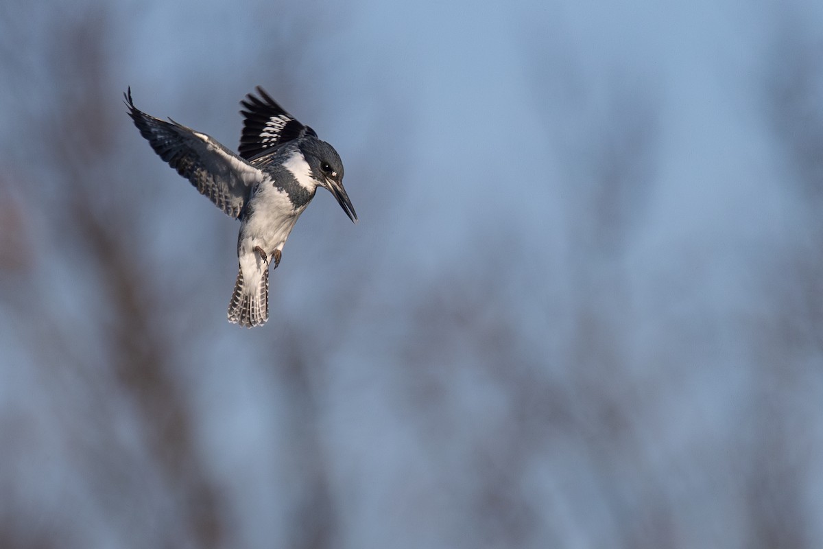 rybařík pruhoprsý - ML646351622