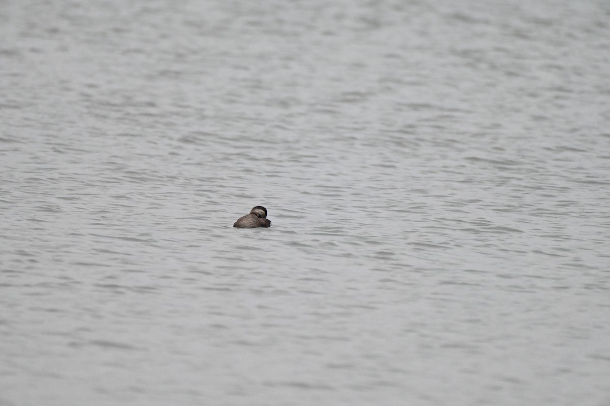 Black Scoter - ML646351624