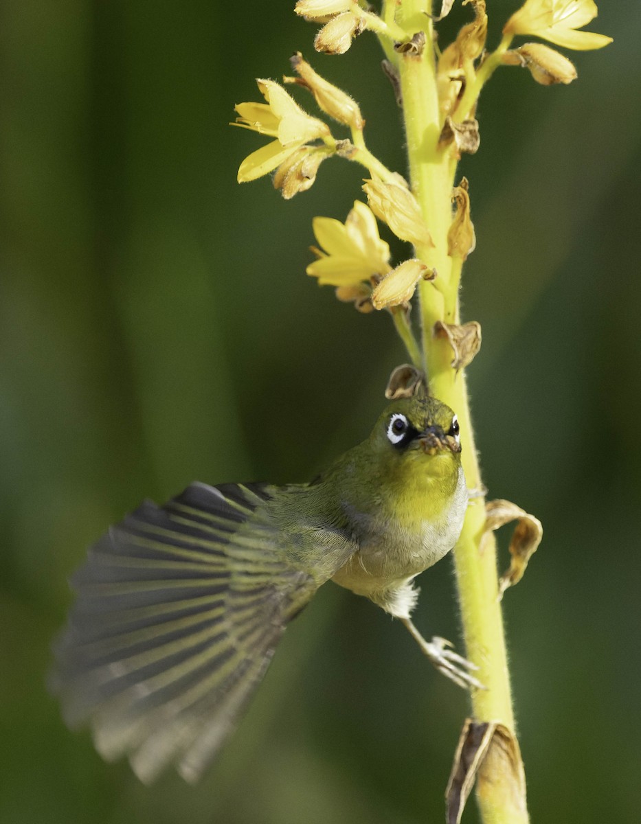 Cape White-eye (Cape) - ML646351625