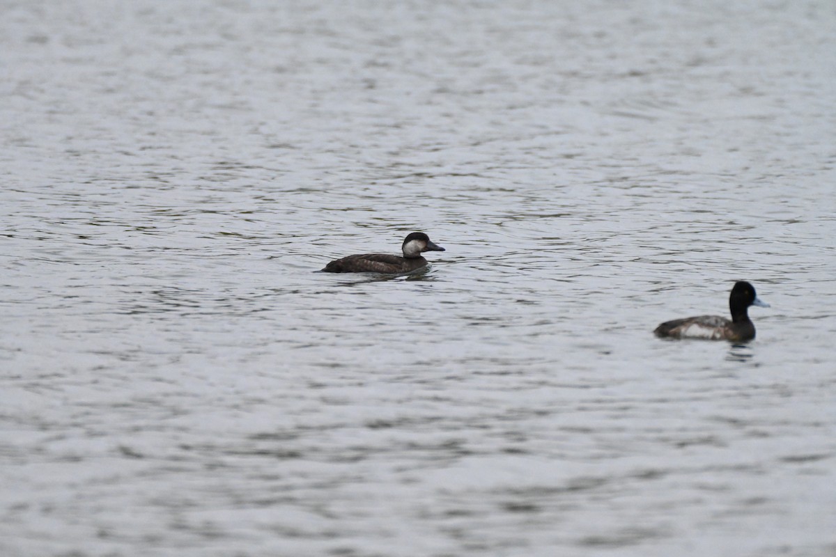 Black Scoter - ML646351626