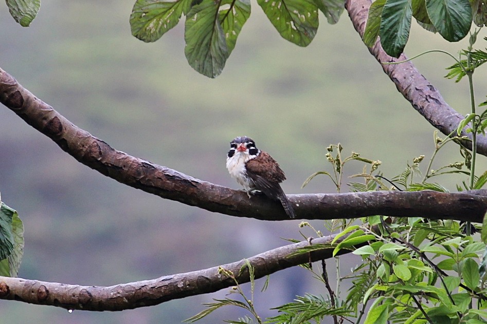 White-eared Puffbird - ML646351627