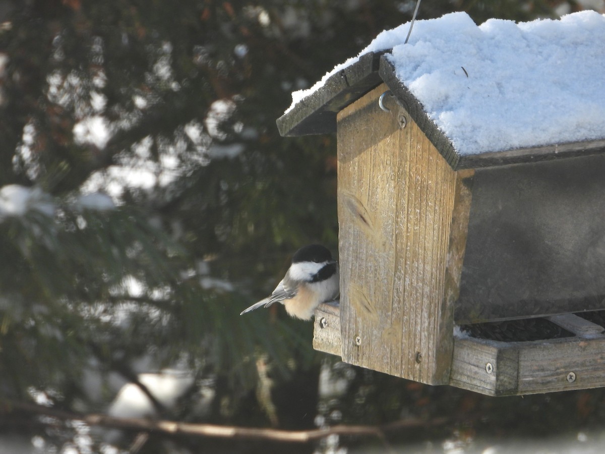 Гаїчка світлокрила - ML646351628