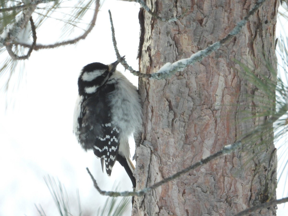 Hairy Woodpecker - ML646351631