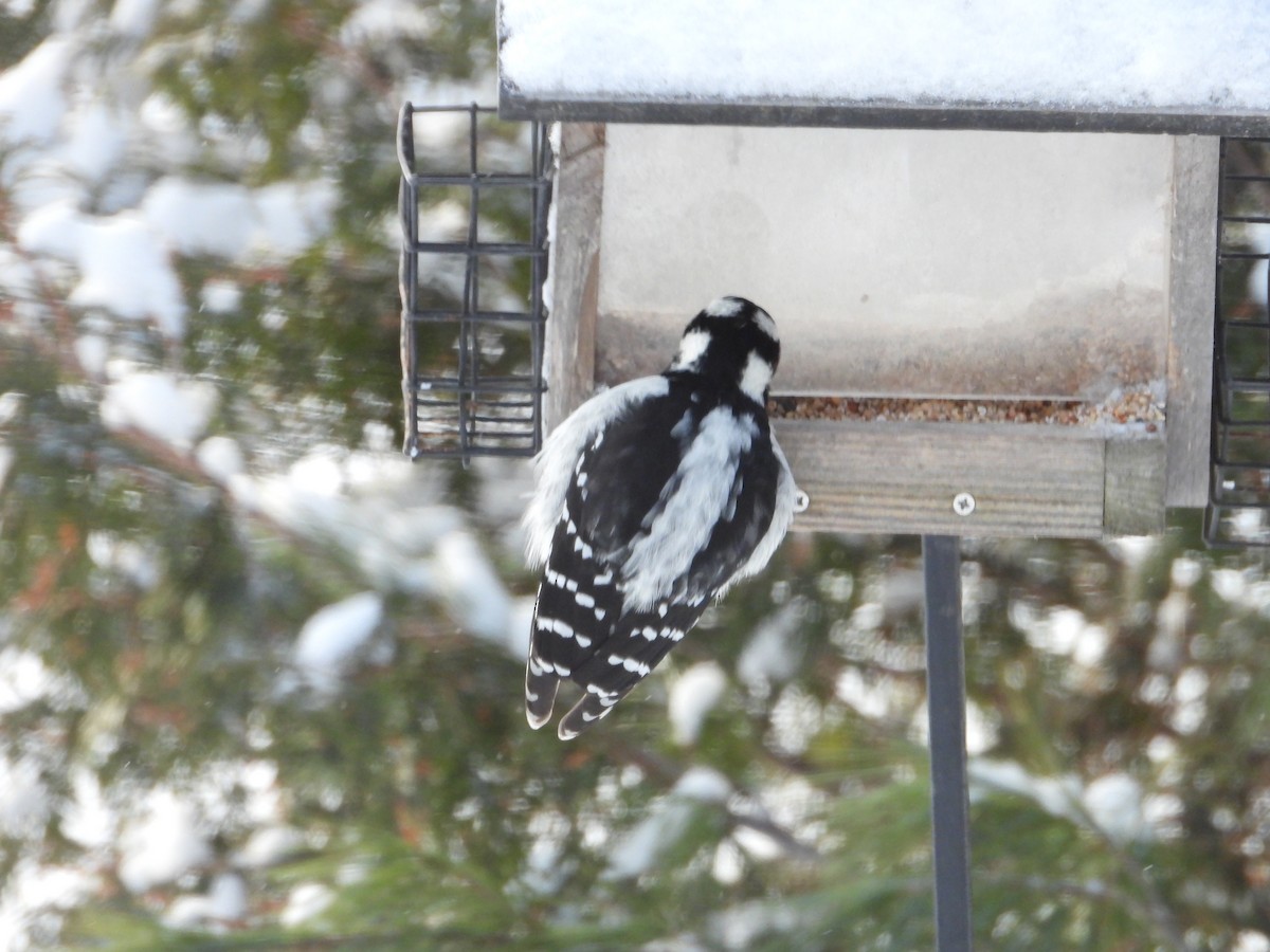 Hairy Woodpecker - ML646351632