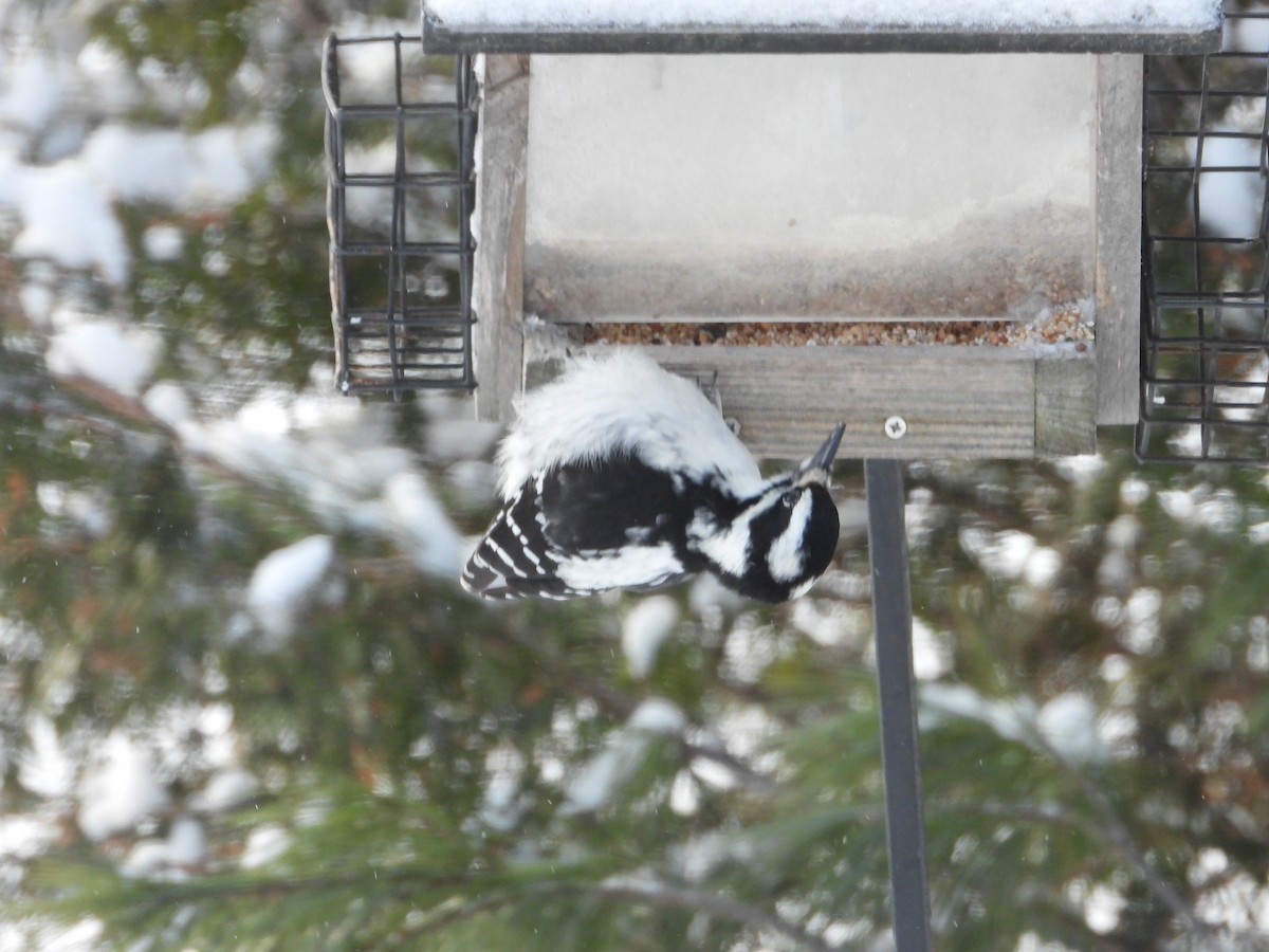 Hairy Woodpecker - ML646351633