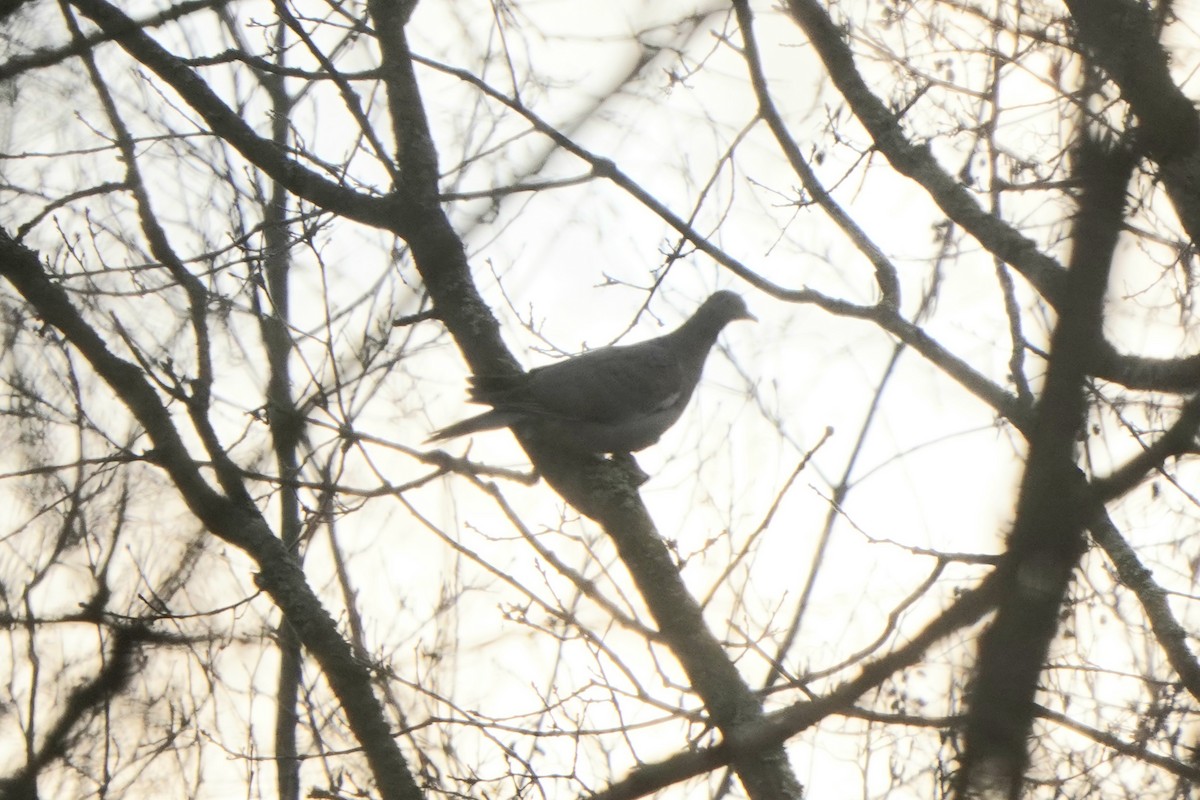 Tahtalı - ML646351636