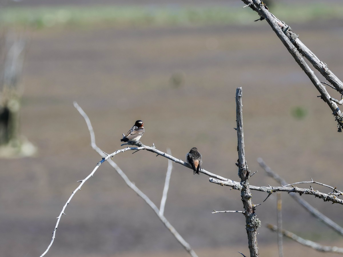 Amerika Kırlangıcı - ML646351639