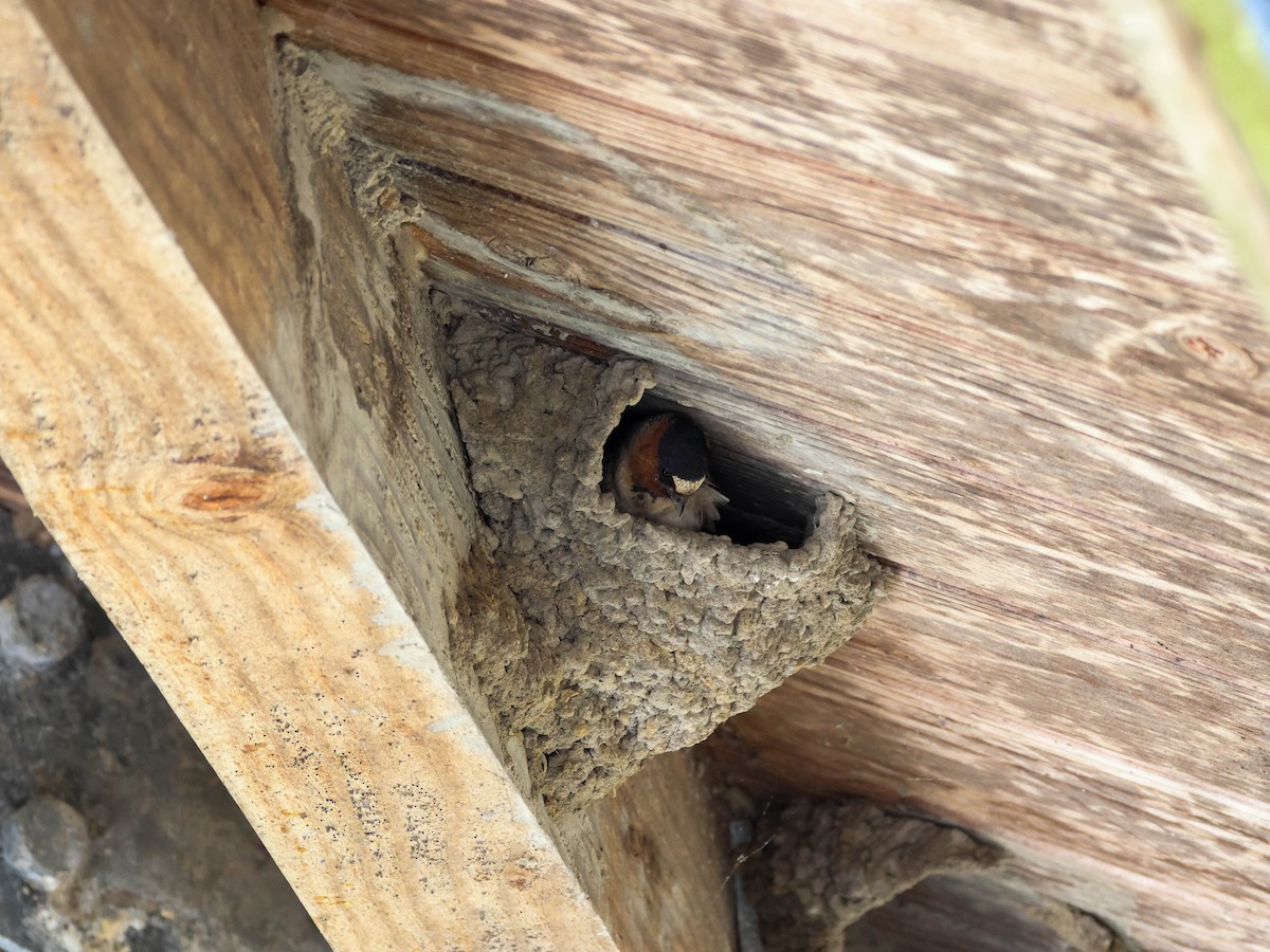 Amerika Kırlangıcı - ML646351640