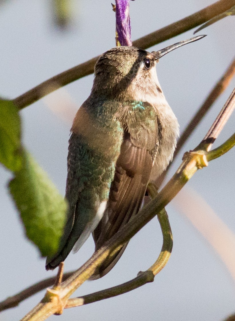 Black-chinned Hummingbird - ML646351641