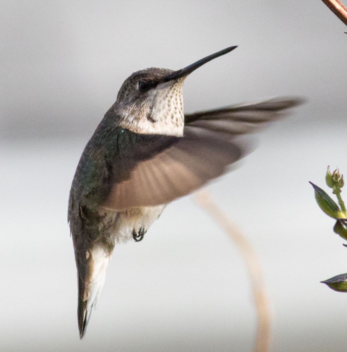 Black-chinned Hummingbird - ML646351642