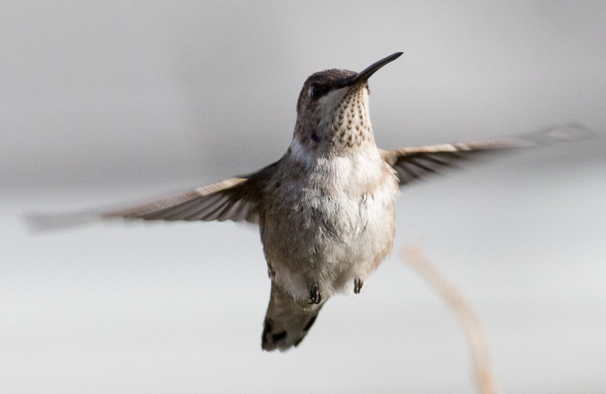 Black-chinned Hummingbird - ML646351643
