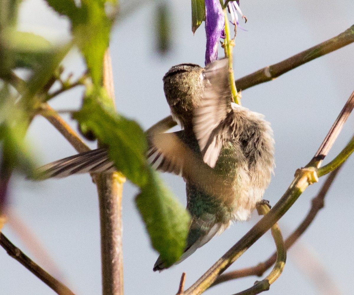 Black-chinned Hummingbird - ML646351644