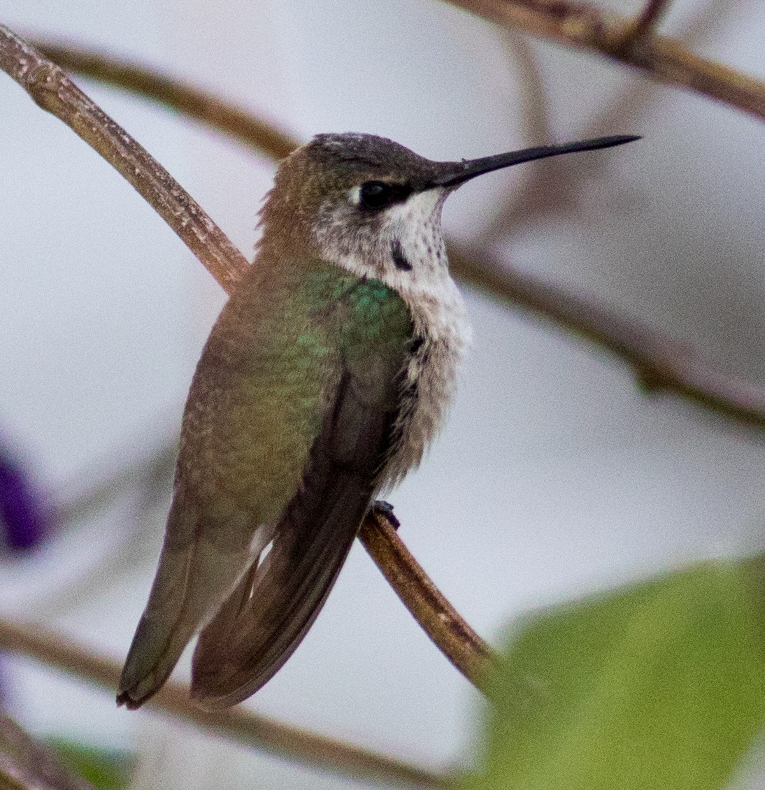 Black-chinned Hummingbird - ML646351645
