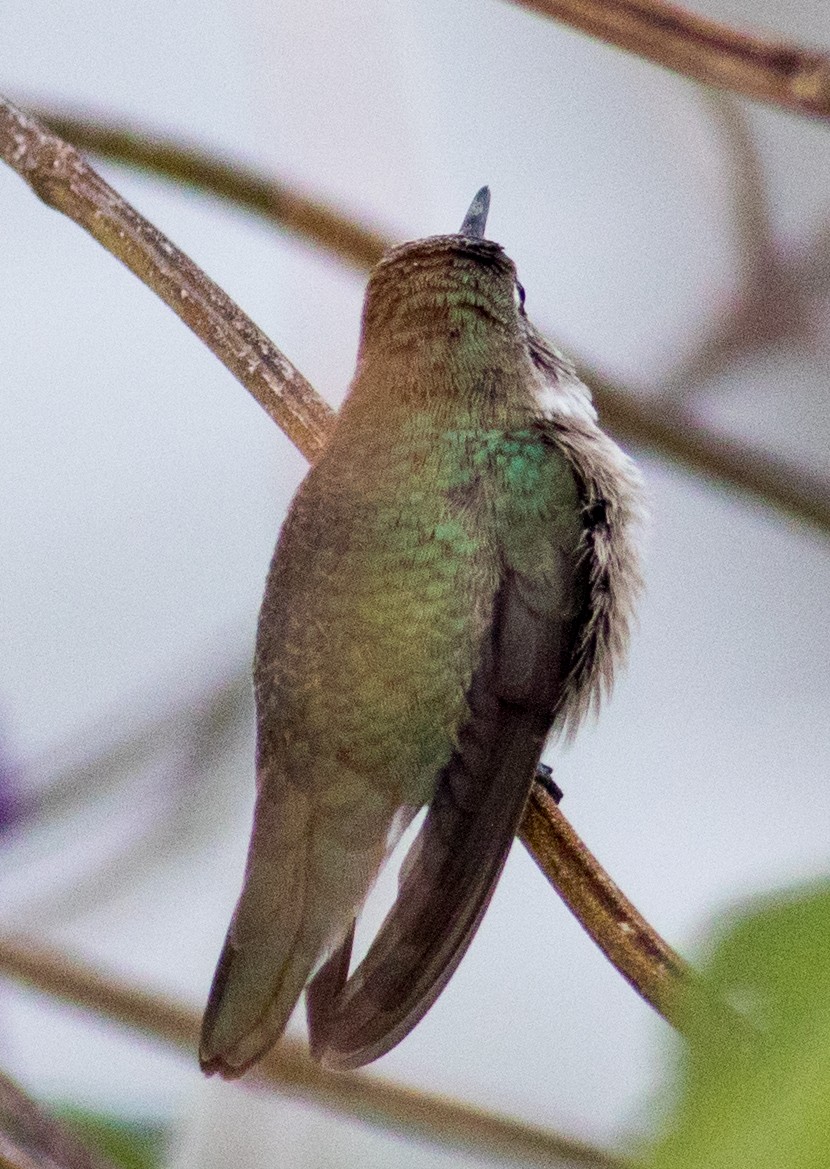 Black-chinned Hummingbird - ML646351646