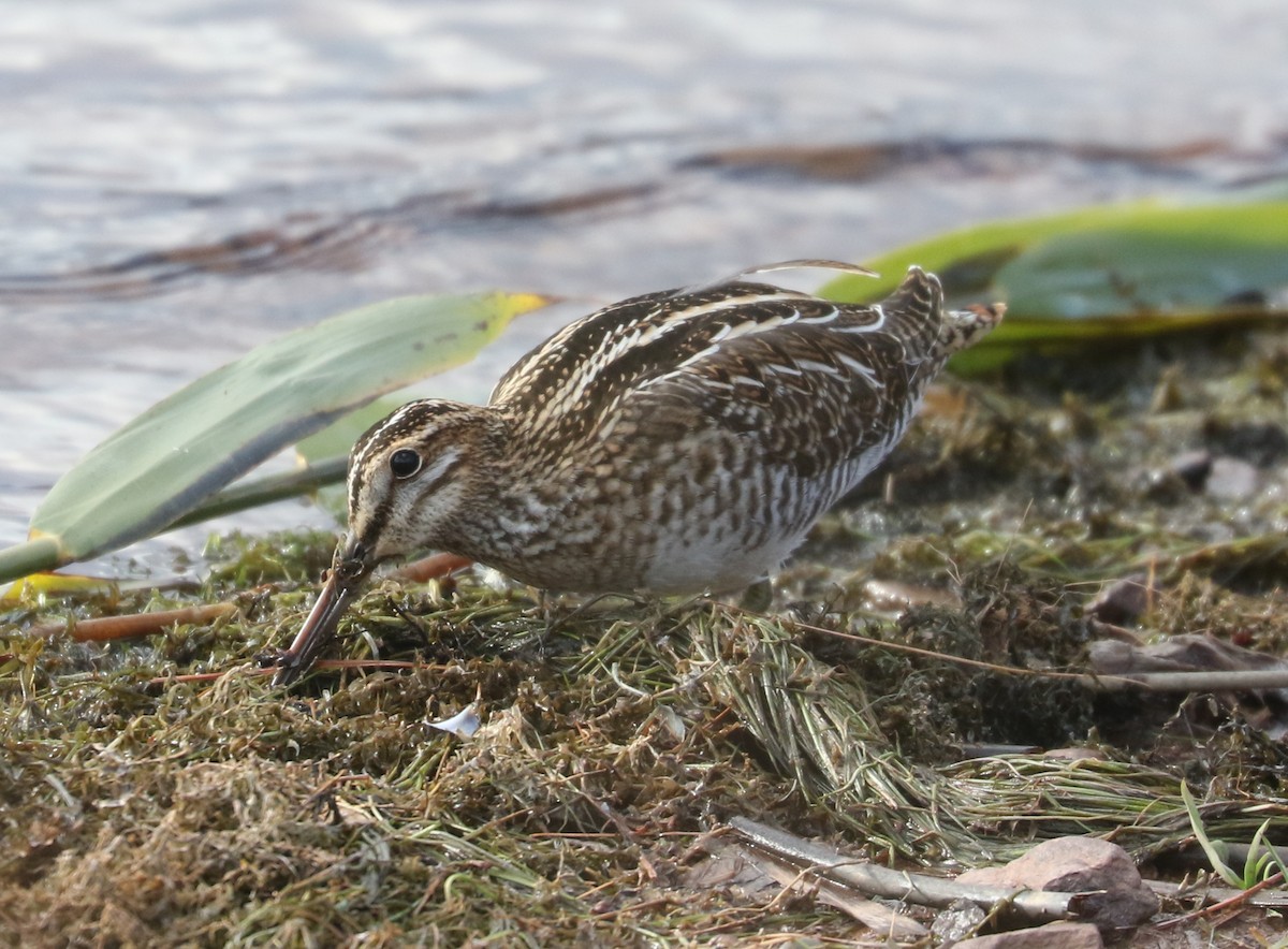 Wilson Suçulluğu - ML646351648