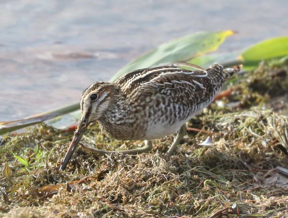 Wilson Suçulluğu - ML646351649