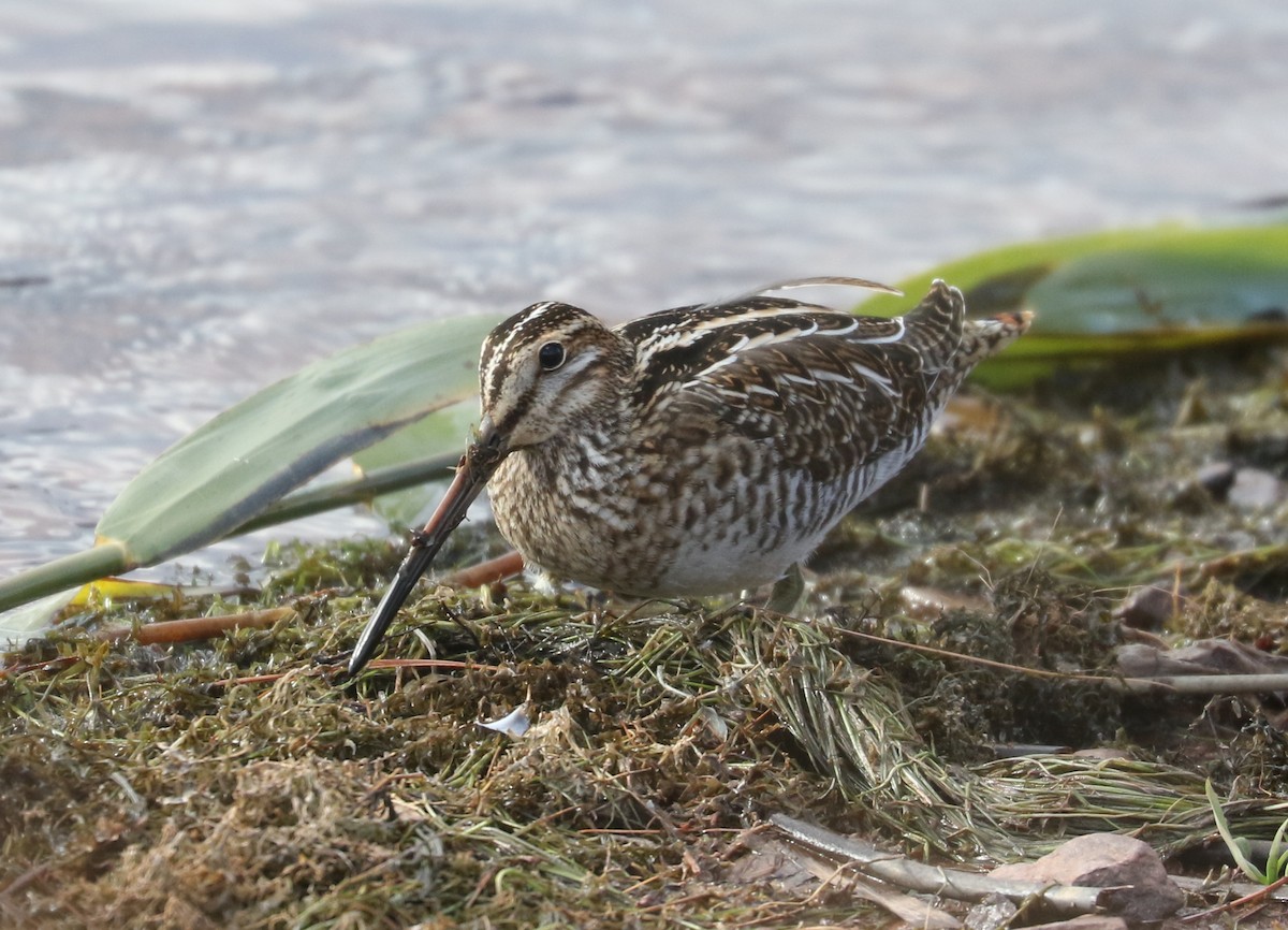 Wilson Suçulluğu - ML646351650