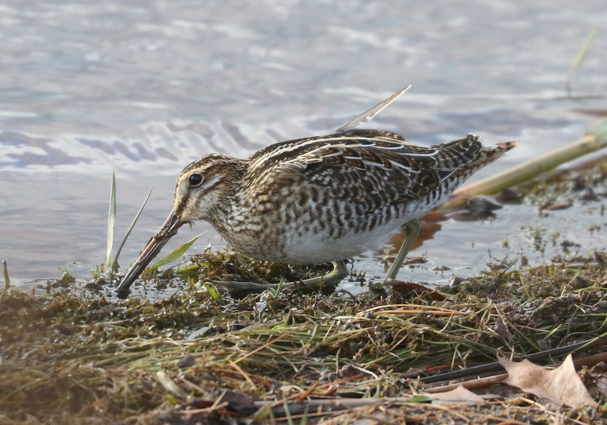 Wilson Suçulluğu - ML646351654