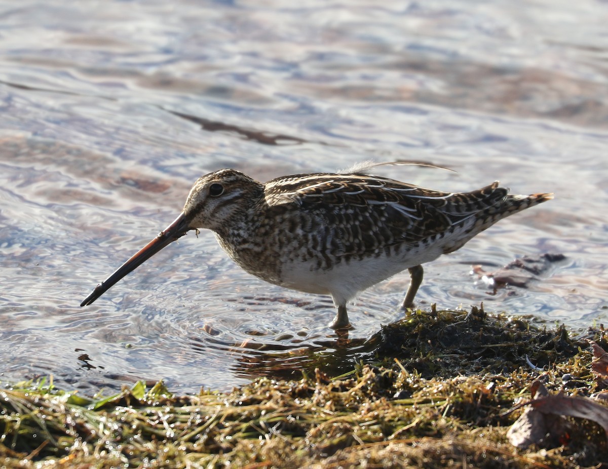 Wilson Suçulluğu - ML646351657