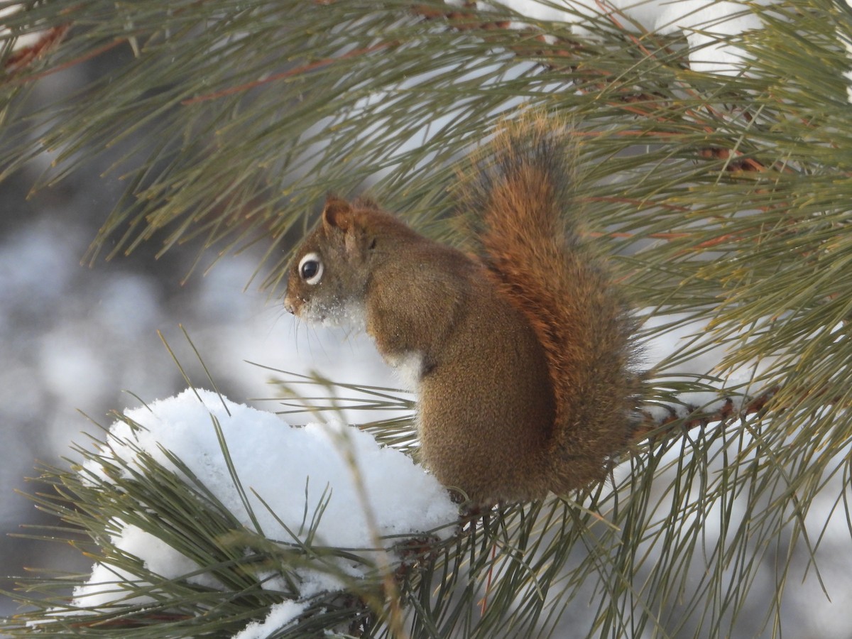 北美紅松鼠 - ML646351659