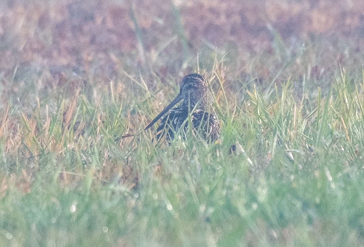 Wilson Suçulluğu - ML646351661