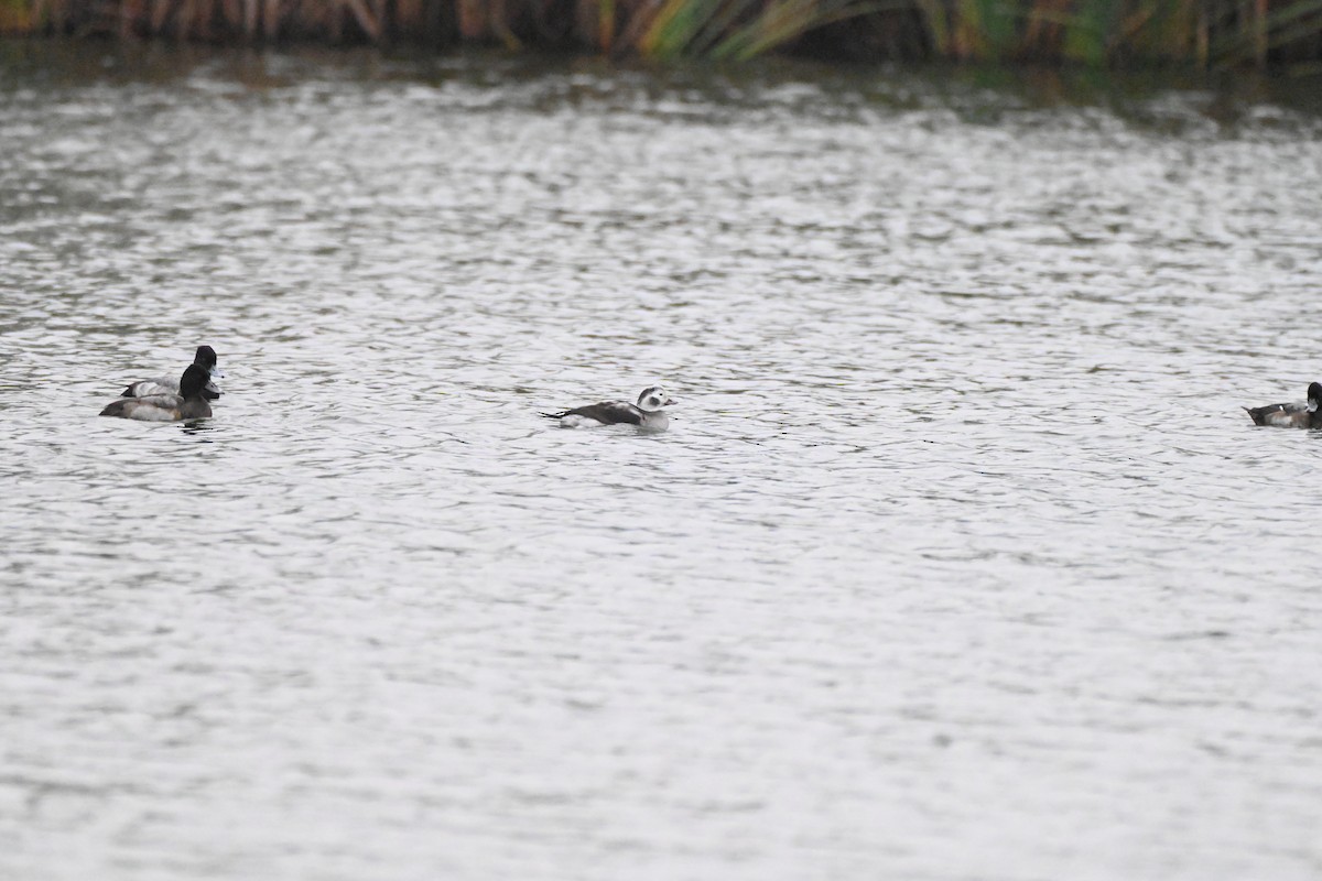 Мөнгөлөг шунгаахай - ML646351667