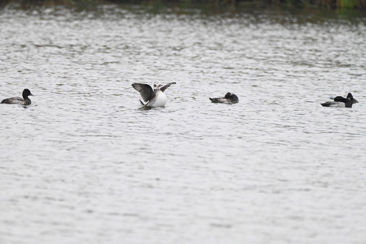 Мөнгөлөг шунгаахай - ML646351668