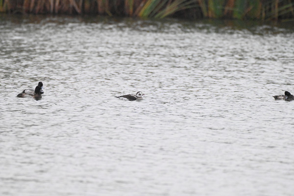 Мөнгөлөг шунгаахай - ML646351669