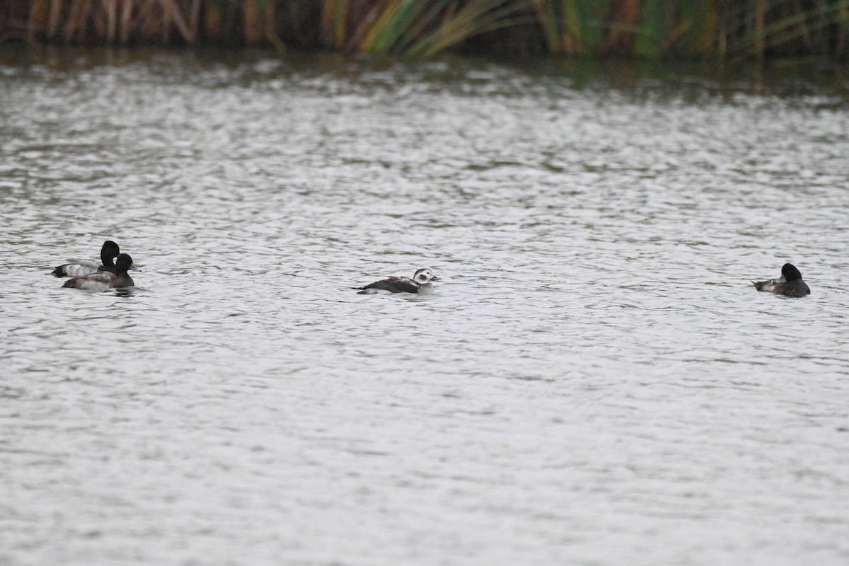 Мөнгөлөг шунгаахай - ML646351670