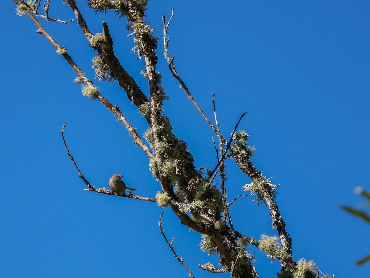 Çalı Uzunkuyruğu - ML646351672