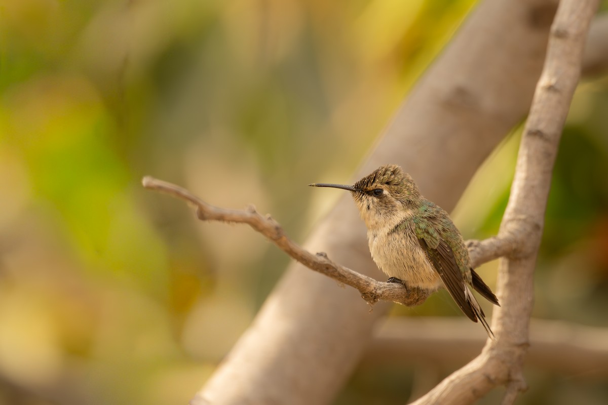 Tel Kuyruklu Çölyıldızı - ML646351673