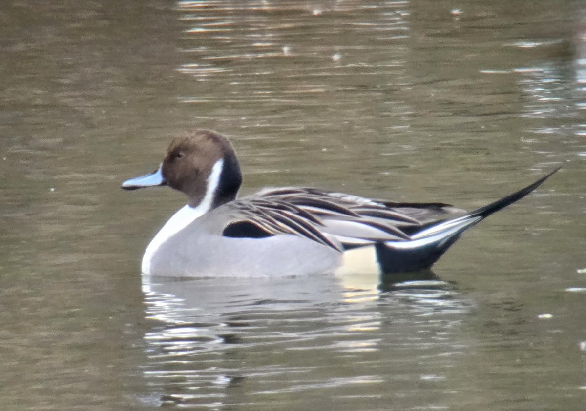 ostralka štíhlá - ML646351678