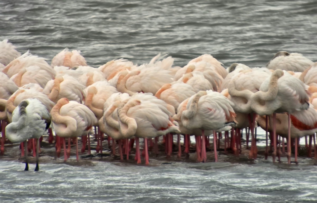 plameňák růžový - ML646351687