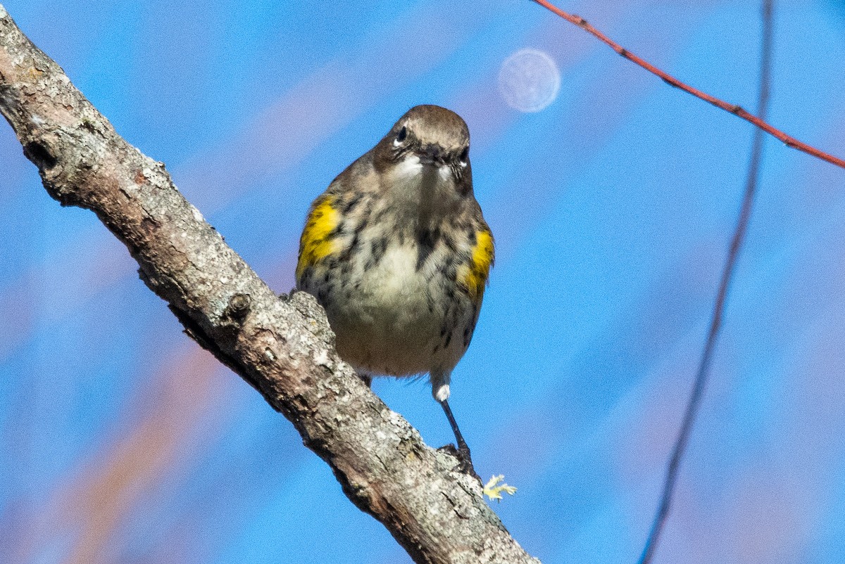 Paruline à croupion jaune - ML646351688
