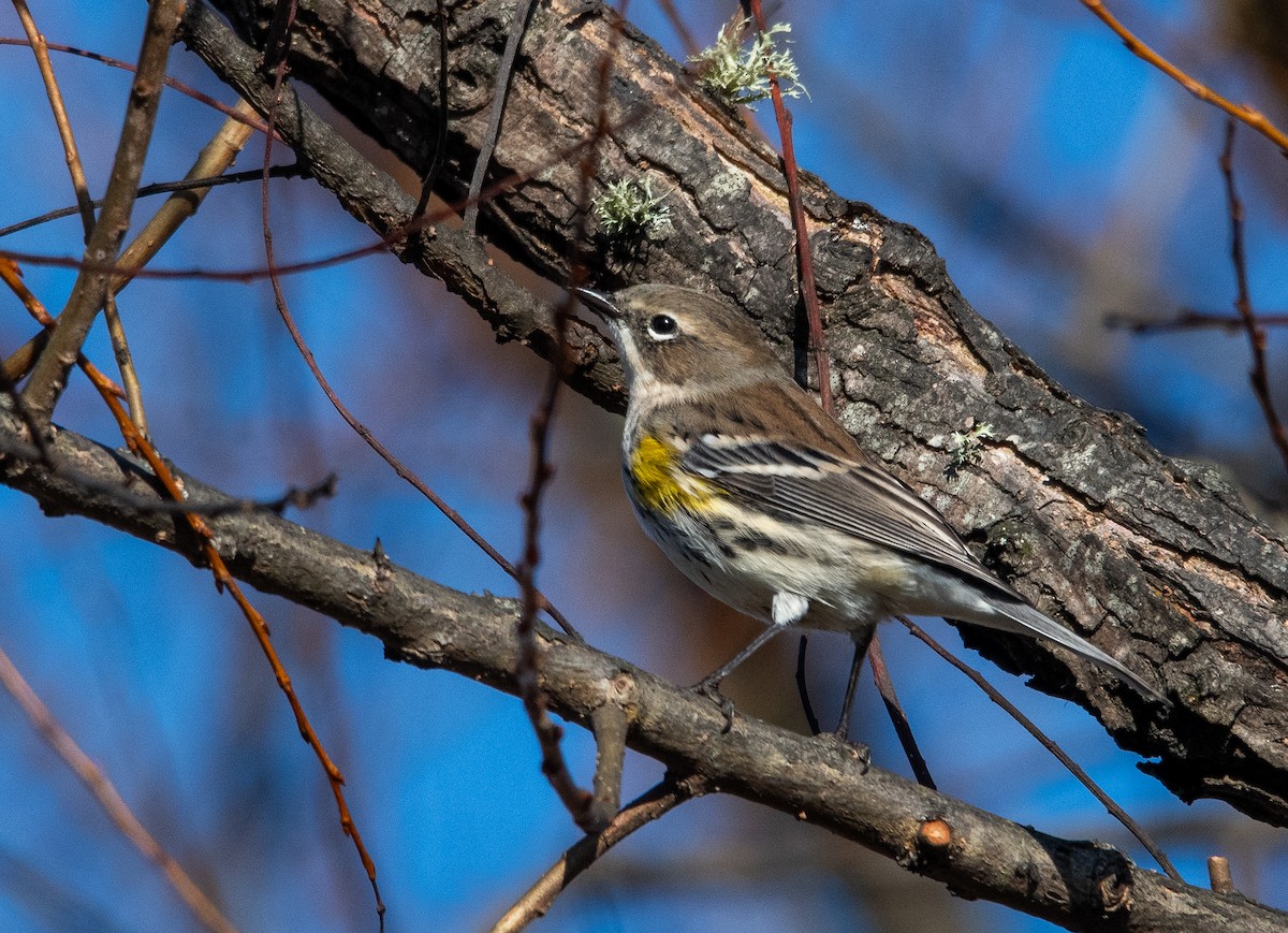 Paruline à croupion jaune - ML646351689