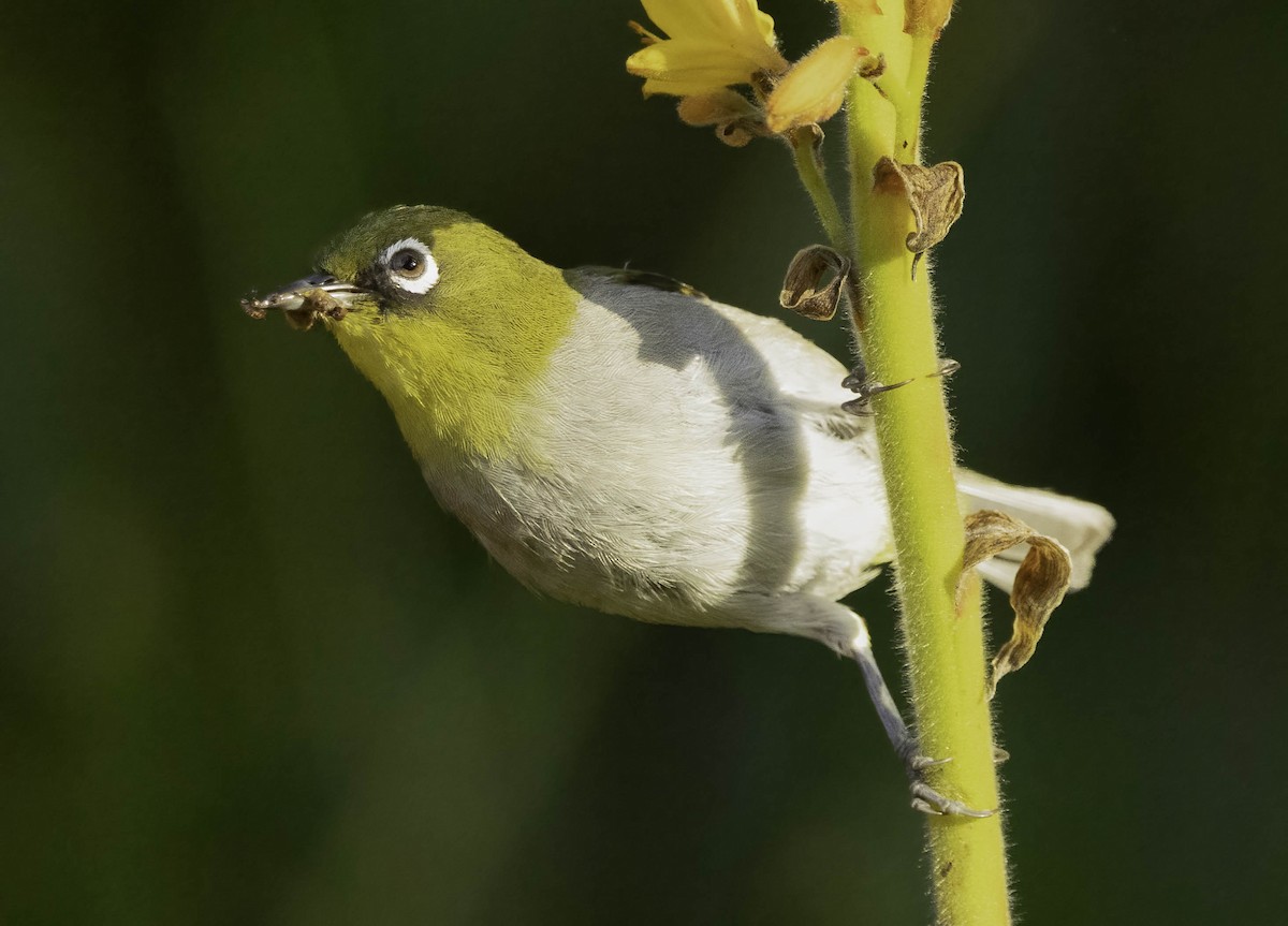 Cape White-eye (Cape) - ML646351692