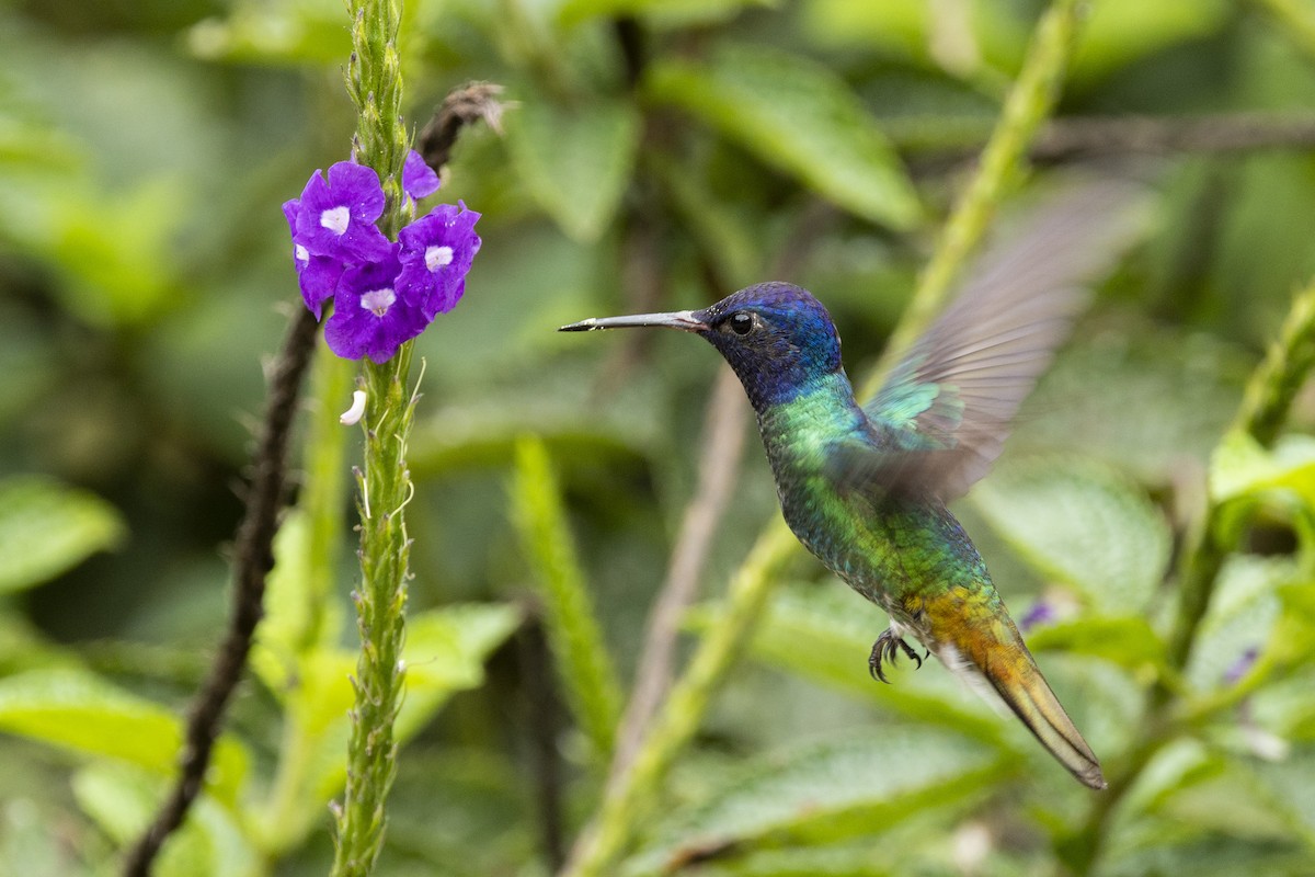 Golden-tailed Sapphire - ML646351693