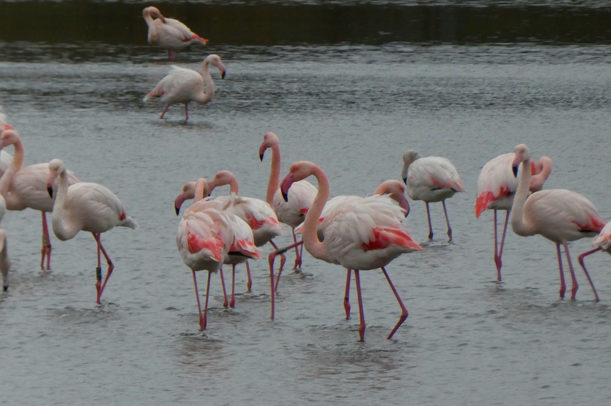 Greater Flamingo - ML646351695