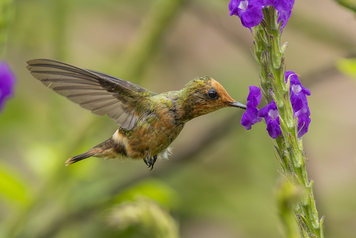 Spangled Coquette - ML646351696