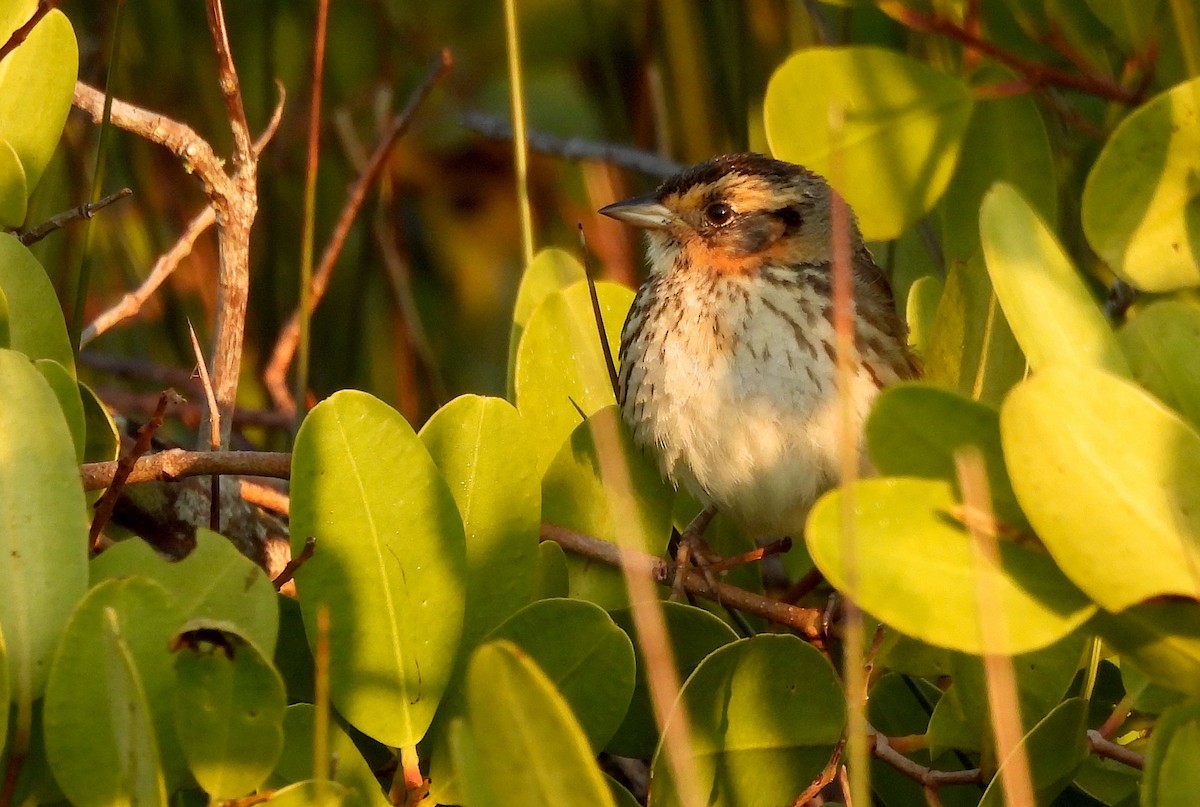 Saltmarsh Sparrow - ML646351698