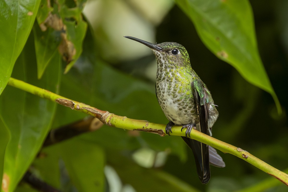 Many-spotted Hummingbird - ML646351701