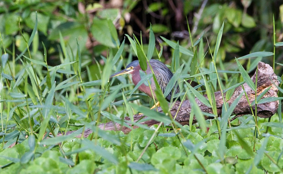 Green Heron - ML646351703