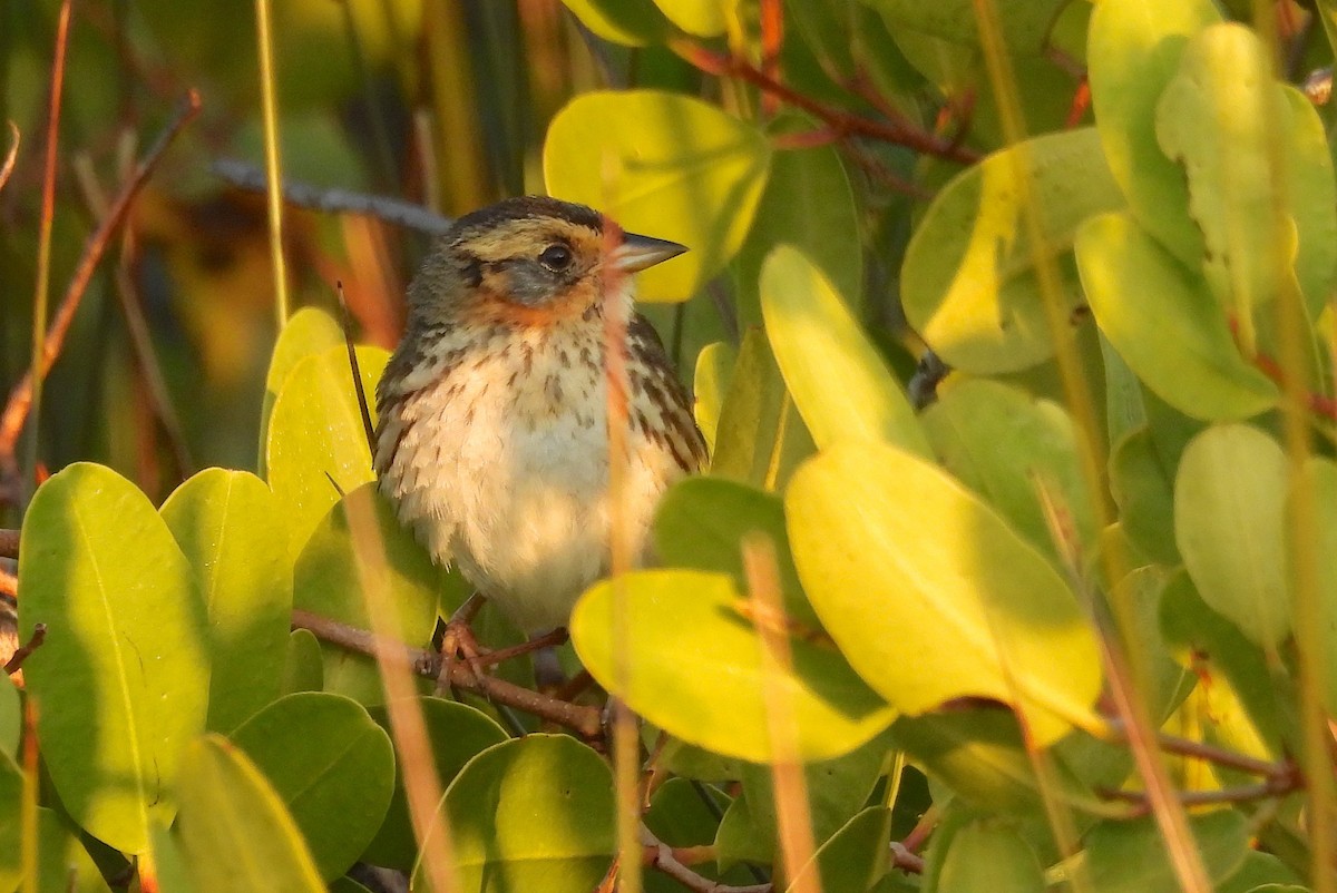 Saltmarsh Sparrow - ML646351704