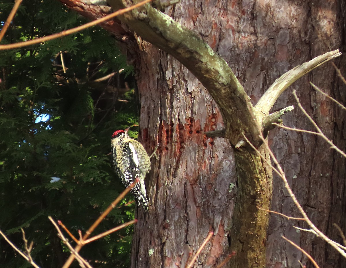 Chupasavia Norteño - ML646351705