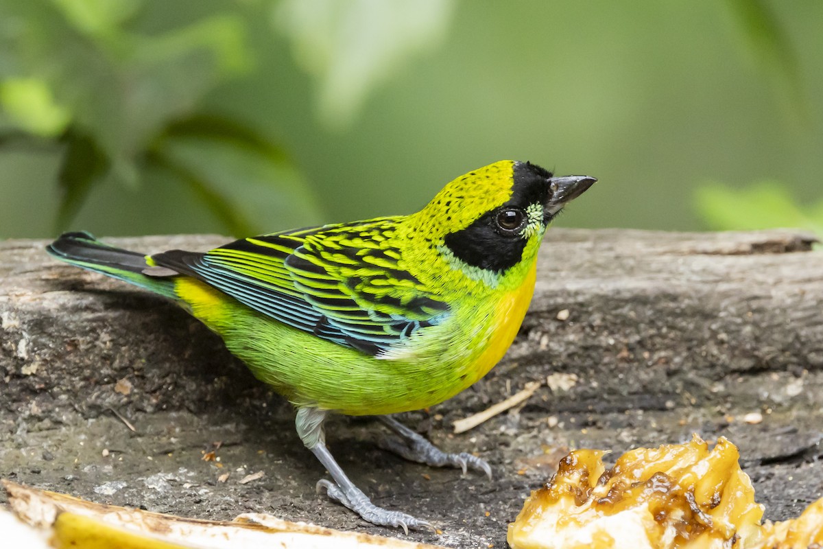 Green-and-gold Tanager - ML646351706