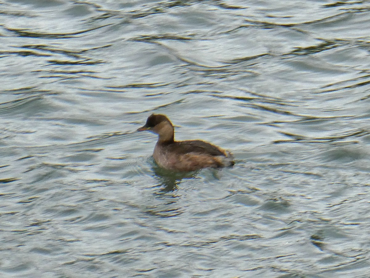 Little Grebe - ML646351707