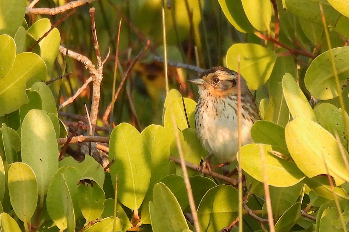 Saltmarsh Sparrow - ML646351708