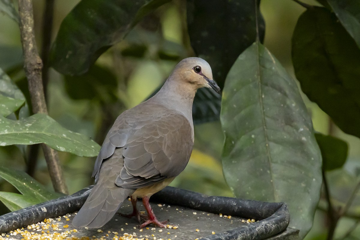 Gray-fronted Dove - ML646351709
