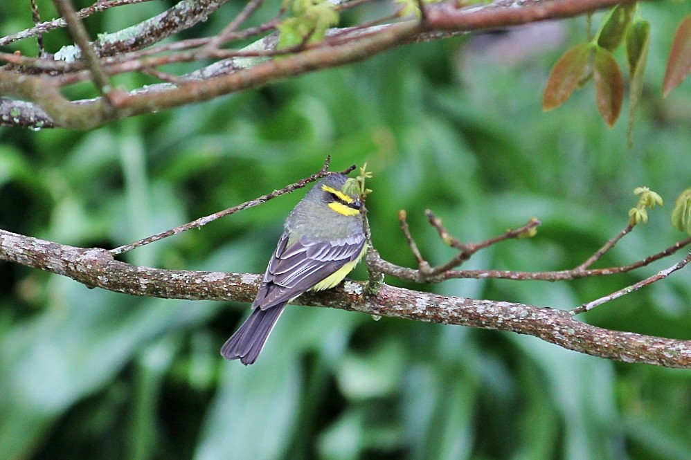 Yellow-browed Tyrant - ML646351710